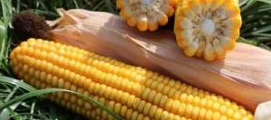 Maïs demi-précoce SENATOR MaïsPROTECTOR