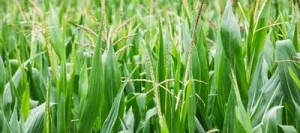 Maïs demi-précoce CASANDRO AB non traité