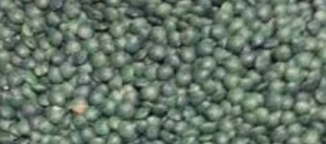 Lentille ANICIA Terra-Protect-Vitality