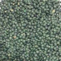 Lentille ANICIA Terra-Protect-Vitality