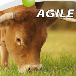 Fétuque élevée AGILE AB non traité