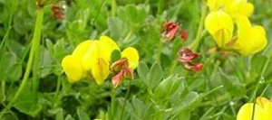 Lotier corniculé SAN GABRIELE non traité