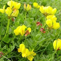 Lotier corniculé SAN GABRIELE non traité