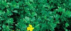 Lotier corniculé BACO non traité