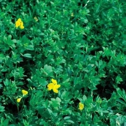 Lotier corniculé BACO non traité