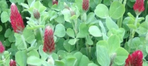 Trèfle incarnat CEGALO AB non traité