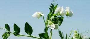 Pois protéagineux KARIOKA non traité