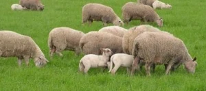 Mélange graminées MULTIMIX non traité