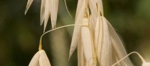 Avoine DUFFY blanche AB non traité