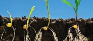 MICROSYR - Biostimulant - Engrais starter UAB