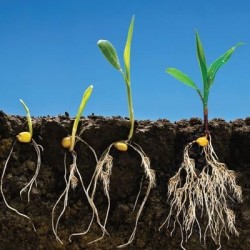 MICROSYR - Biostimulant - Engrais starter UAB