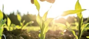 SOLIZER - Biostimulant - Engrais starter UAB