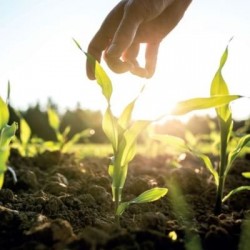 SOLIZER - Biostimulant - Engrais starter UAB