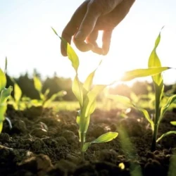 SOLIZER - Biostimulant - Engrais starter UAB