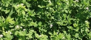 Trèfle Alexandrie TABOR non traité