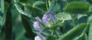 Lentille FLORA non traité