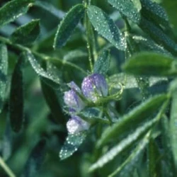 Lentille FLORA non traité