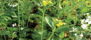 Couverts TERR'ACTIV Easy non traité