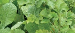 Couverts TERR'ACTIV Multicontrôle non traité