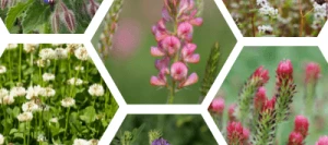 Couverts MELIFLORE CYBELLE non traité