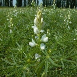 Lupin ARABELLA bleu non traité