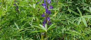 Lupin bleu AZURO non traité