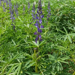 Lupin bleu AZURO non traité