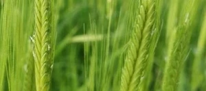 Engrain (Petit épeautre) ALKOR IMPERIAL AB non traité