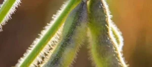 Soja SPHINXA 000 AB non traité