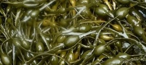 Biostimulant ULTRALG UAB liquide