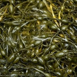Biostimulant ULTRALG UAB liquide