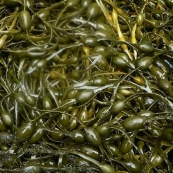 ULTRALG CuMn - Biostimulant - Engrais liquide UAB