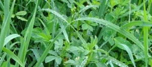 Mélange prairie EXCELLENCE non traité