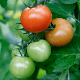 Tomates