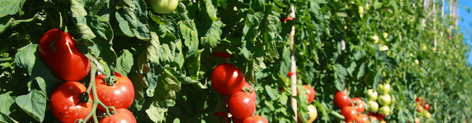 Tomates