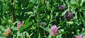 Trèfle violet SALINO 2n non traité