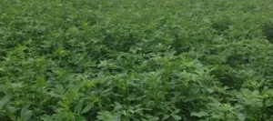 Luzerne TRIADE Pré-inoculée