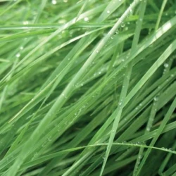 Fétuque élevée BAROLEX non traité