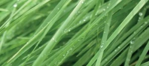 Fétuque élevée BAROLEX AB non traité