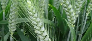 Blé tendre AURELIUS AB COPSEED