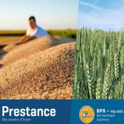 Blé tendre PRESTANCE AB COPSEED