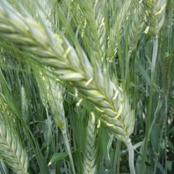 Triticale MENHIR AB COPSEED