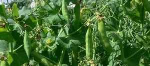 Pois protéagineux PADDLE AB non traité