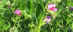 Vesce commune JOSE Hiver non traité