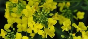 Colza RANDY AB non traité