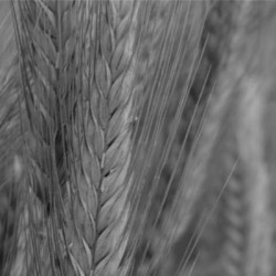 Triticale ELICSIR VIBRANCE GOLD