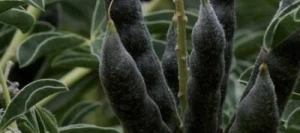 Lupin MAGNUS SAS INSEMO B