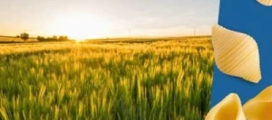 Blé dur CANAILLOU VIBRANCE GOLD