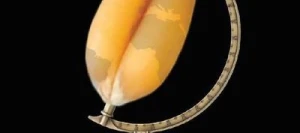 Blé tendre SPHERE VIBRANCE GOLD