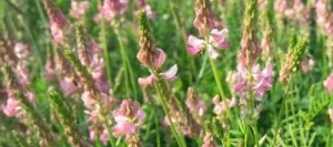 Sainfoin double ZEUS en cosse non traité